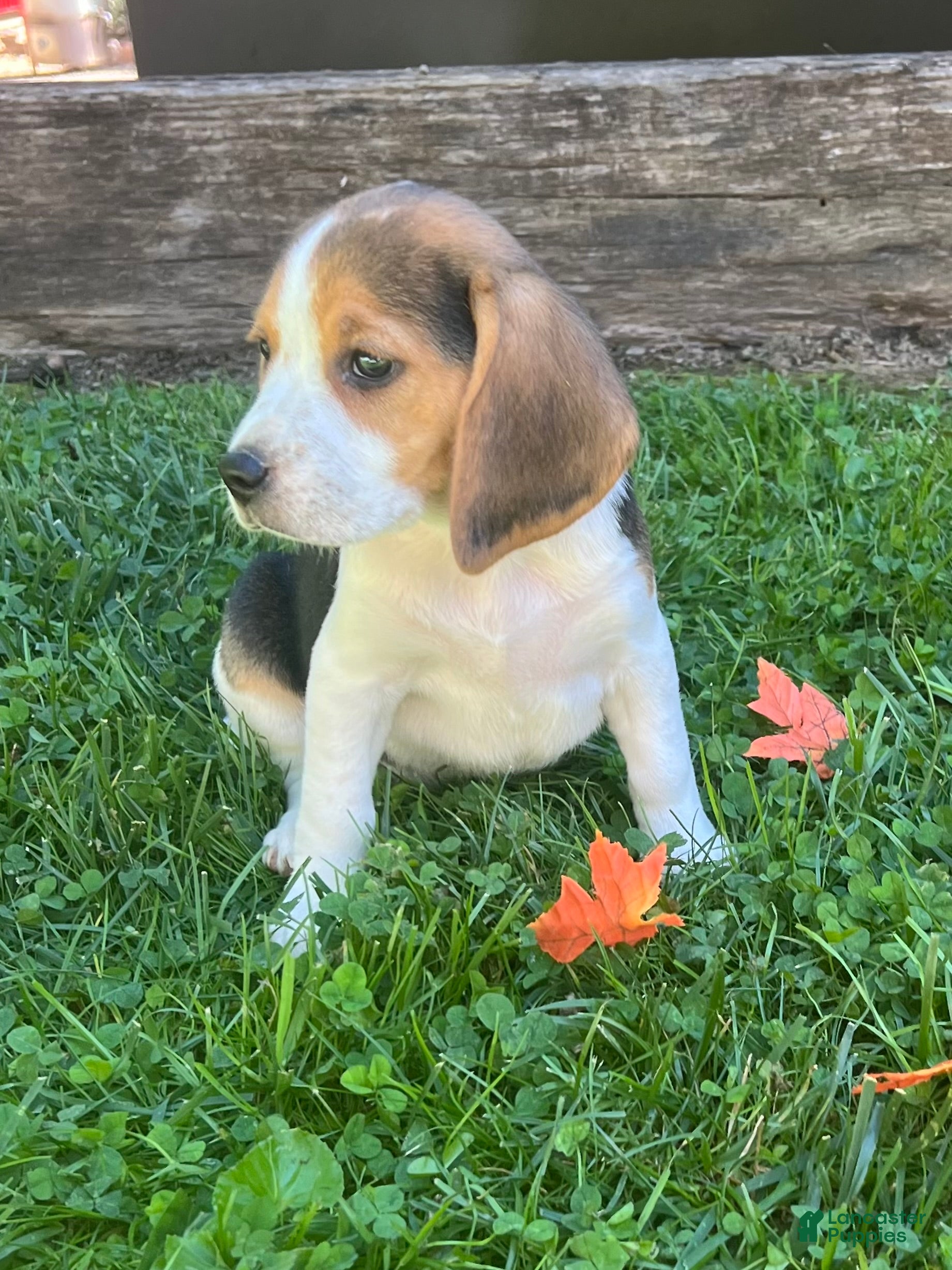 Beagle dogs Bailey - Ad 2