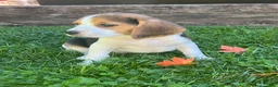 Beagle dogs for sale: Bailey - Ad 2