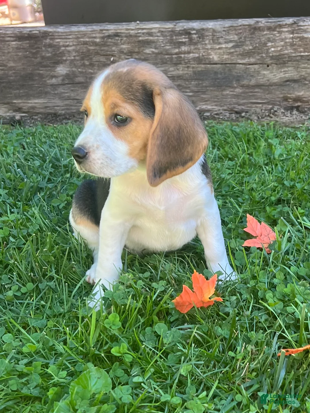 Beagle dogs for sale: Bailey - Ad 2