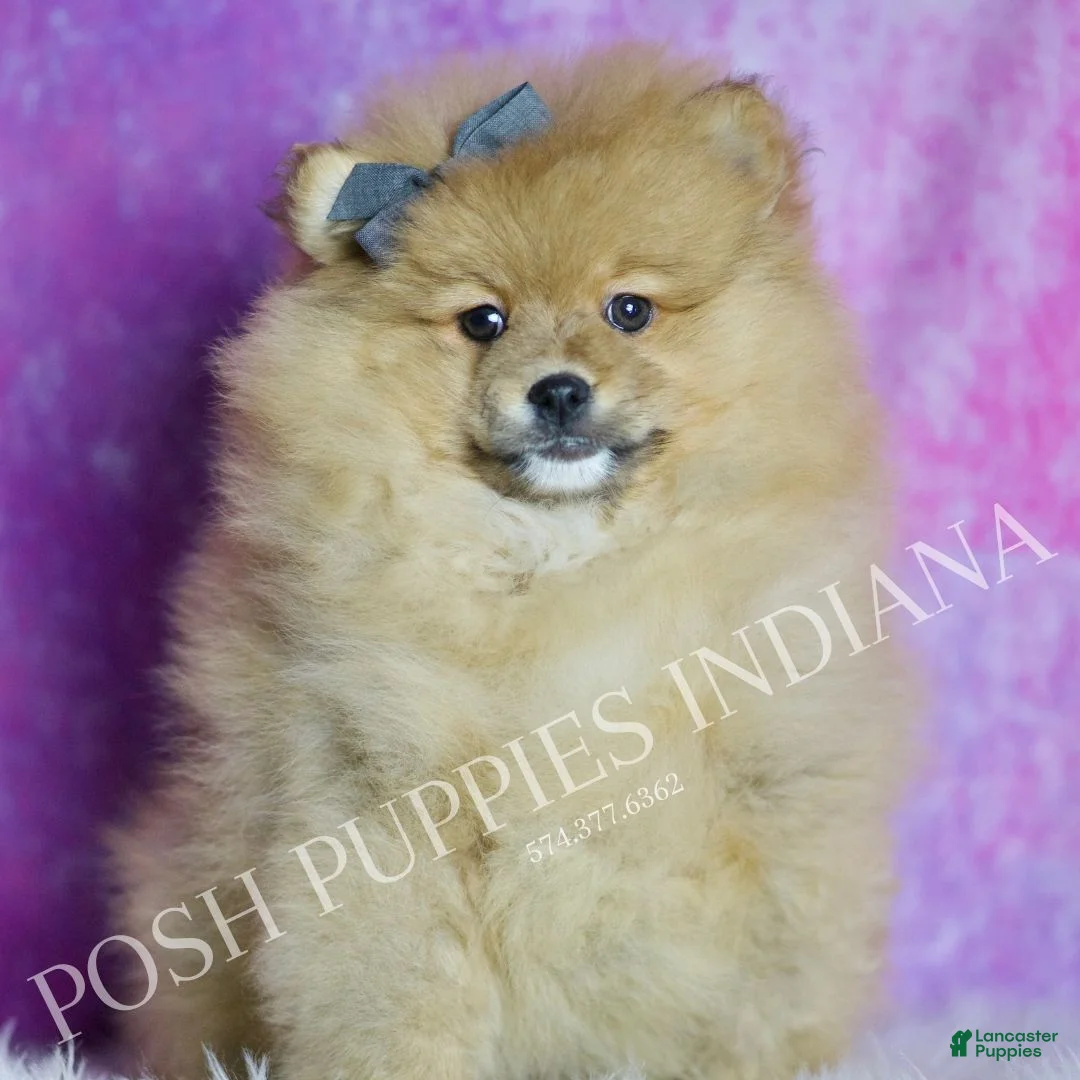 Pomeranian dogs for sale: Rocky - Ad 6