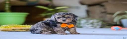 Miniature Poodle dogs for sale: Carter - Ad 2