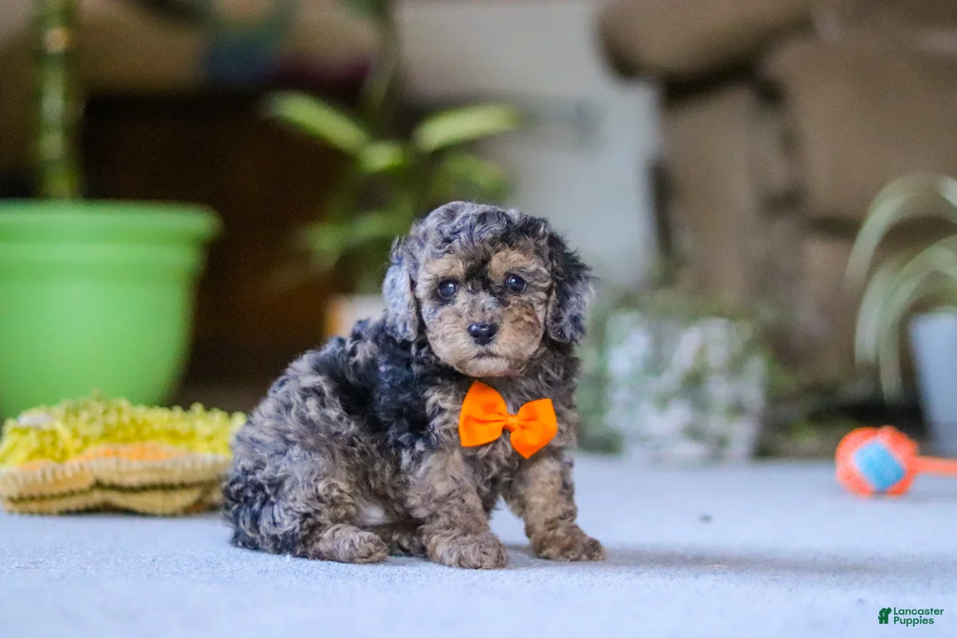 Miniature Poodle dogs for sale: Carter - Ad 2
