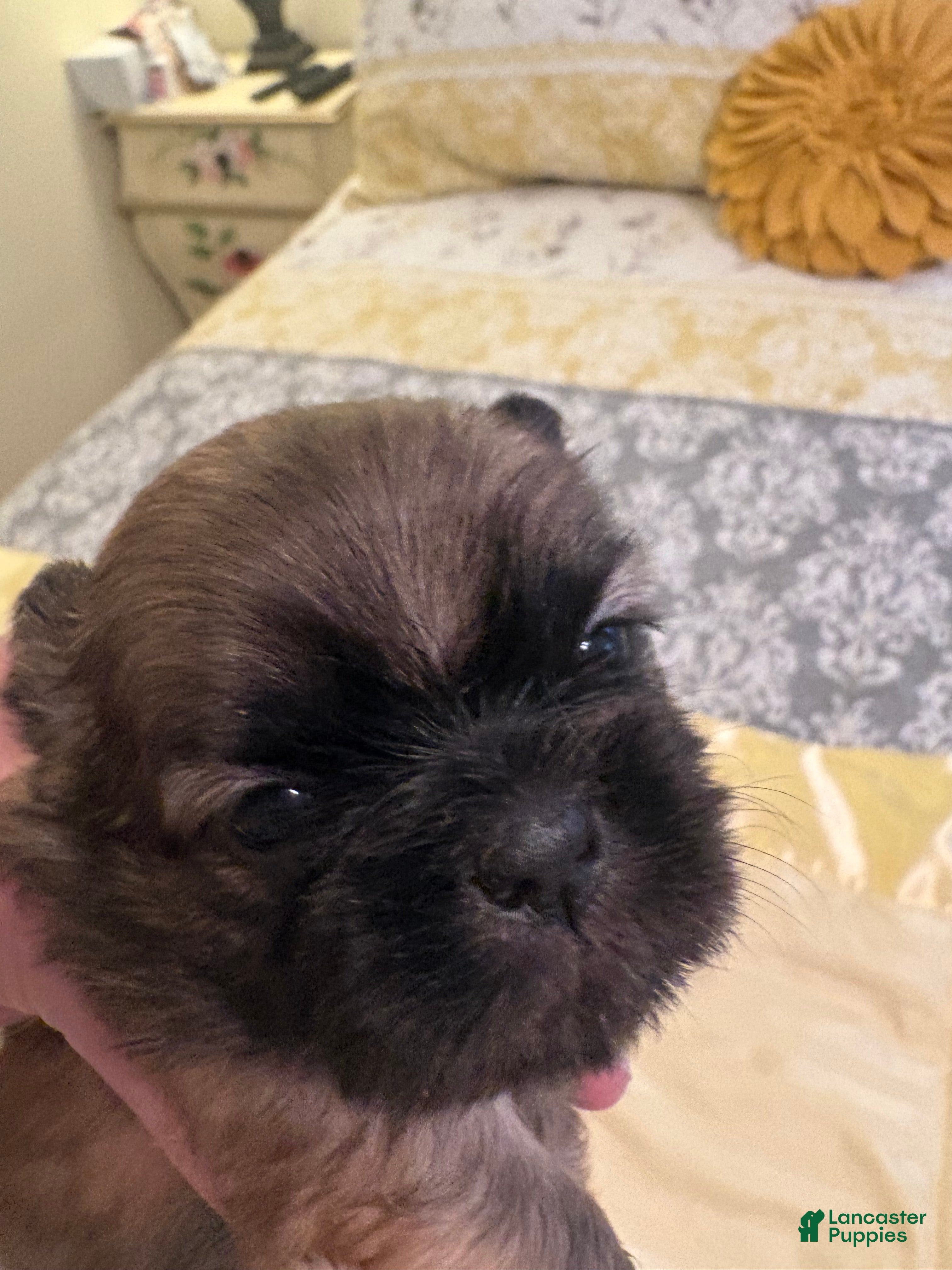 Shih Tzu dogs for sale: Willow - Ad 1