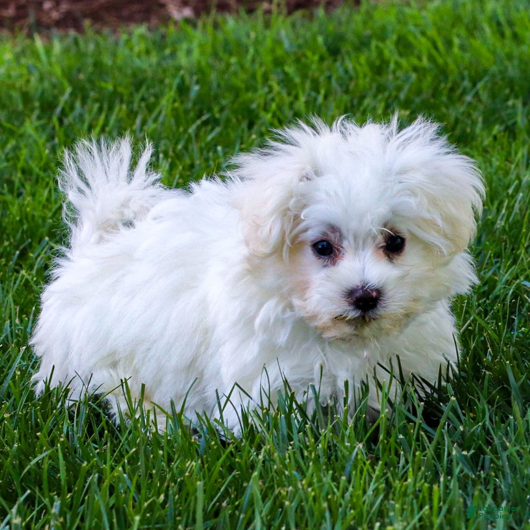 Maltese dogs for sale: Reign - Ad 10