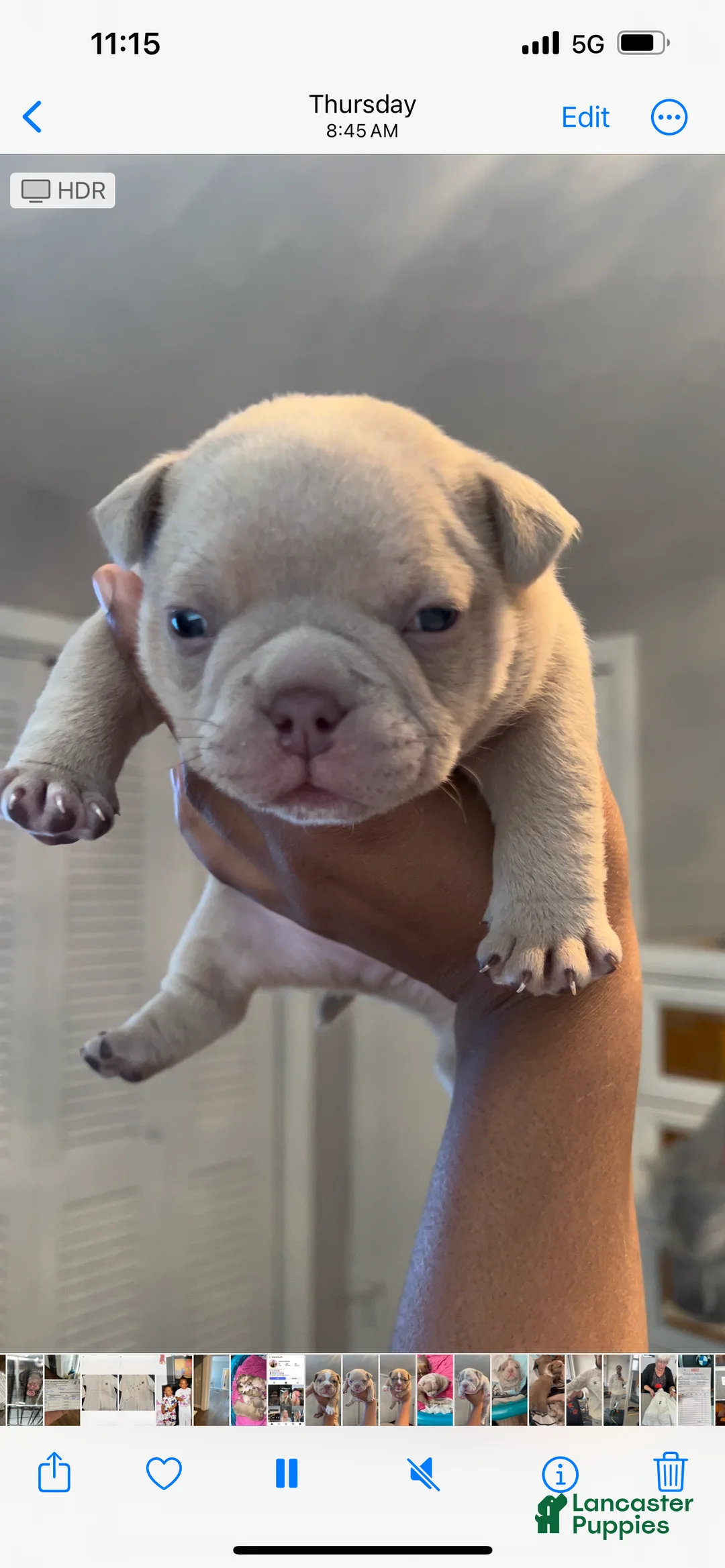 American Bully dogs for sale: American Bully Puppy 1 - Ad 2