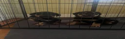 Rottweiler dogs for sale: Dior - Ad 5