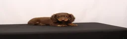 Dachshund dogs for sale: Ginger - Ad 7