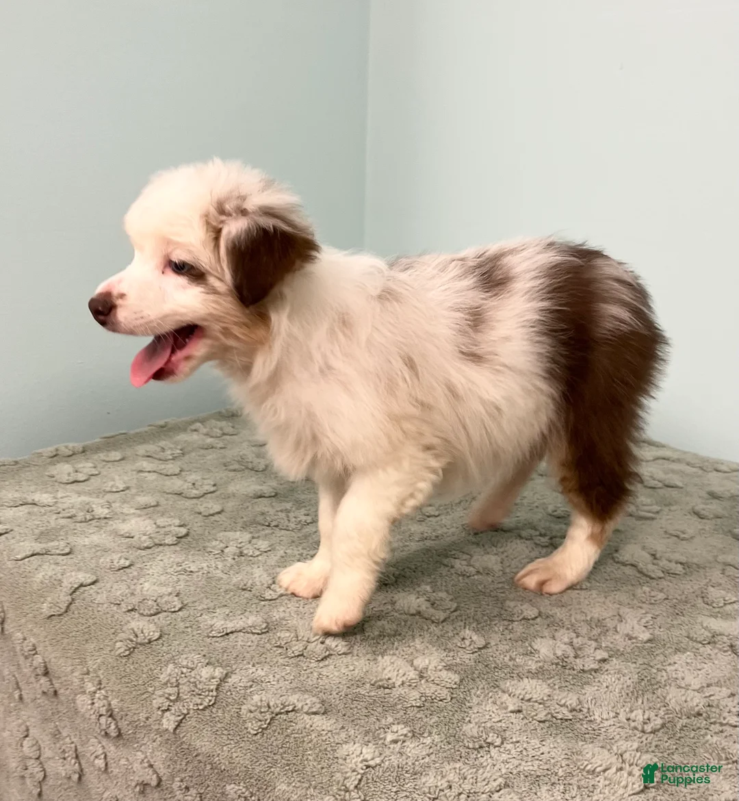 Australian Shepherd dogs for sale: Connie  - Ad 2