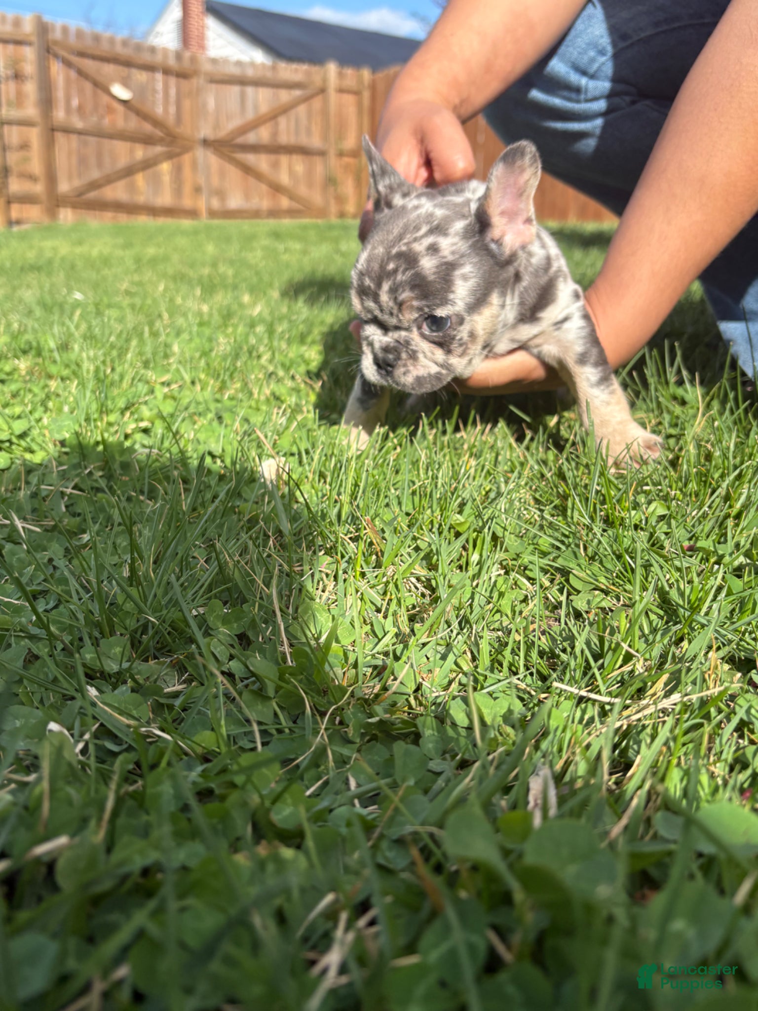 French Bulldog dogs French Bulldog Puppy  - Ad 2