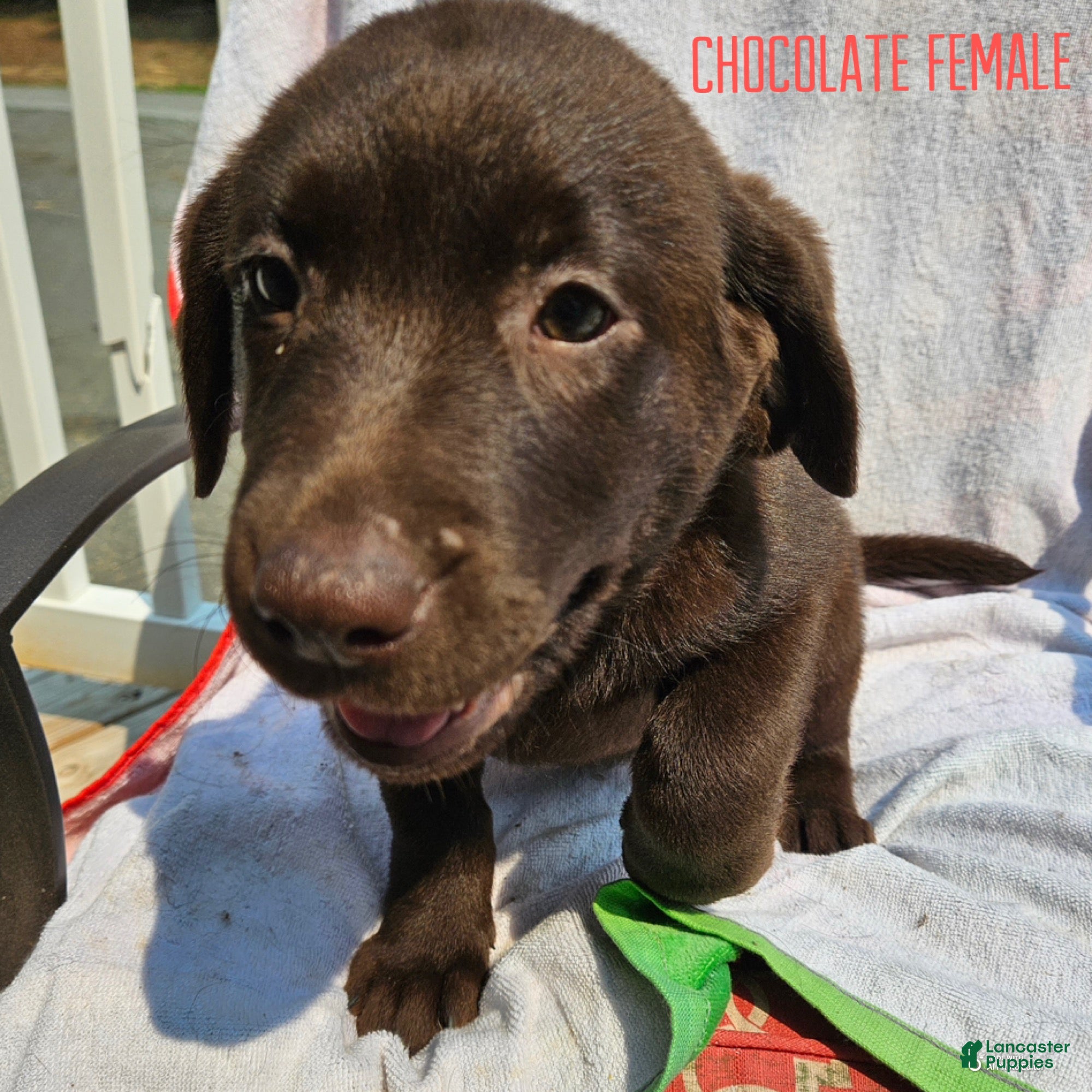 Labrador Retriever dogs Labrador Retriever Chocolate Female - Ad 1
