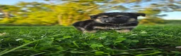 German Shepherd dogs for sale: Nova - Ad 7