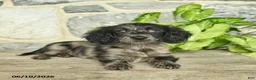 Miniature Dachshund dogs for sale: Jewel  - Ad 4