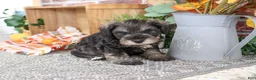 Miniature Schnauzer dogs for sale: Kennedy - Ad 4