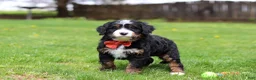 Mini Bernedoodle dogs for sale: Tulsi - Ad 10