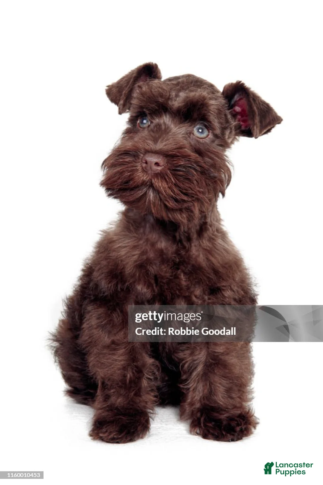 Miniature Schnauzer dogs for sale: Miniature Schnauzer 4 - Ad 1