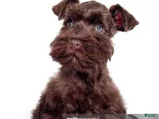 Miniature Schnauzer dogs Miniature Schnauzer 4 - Ad 5