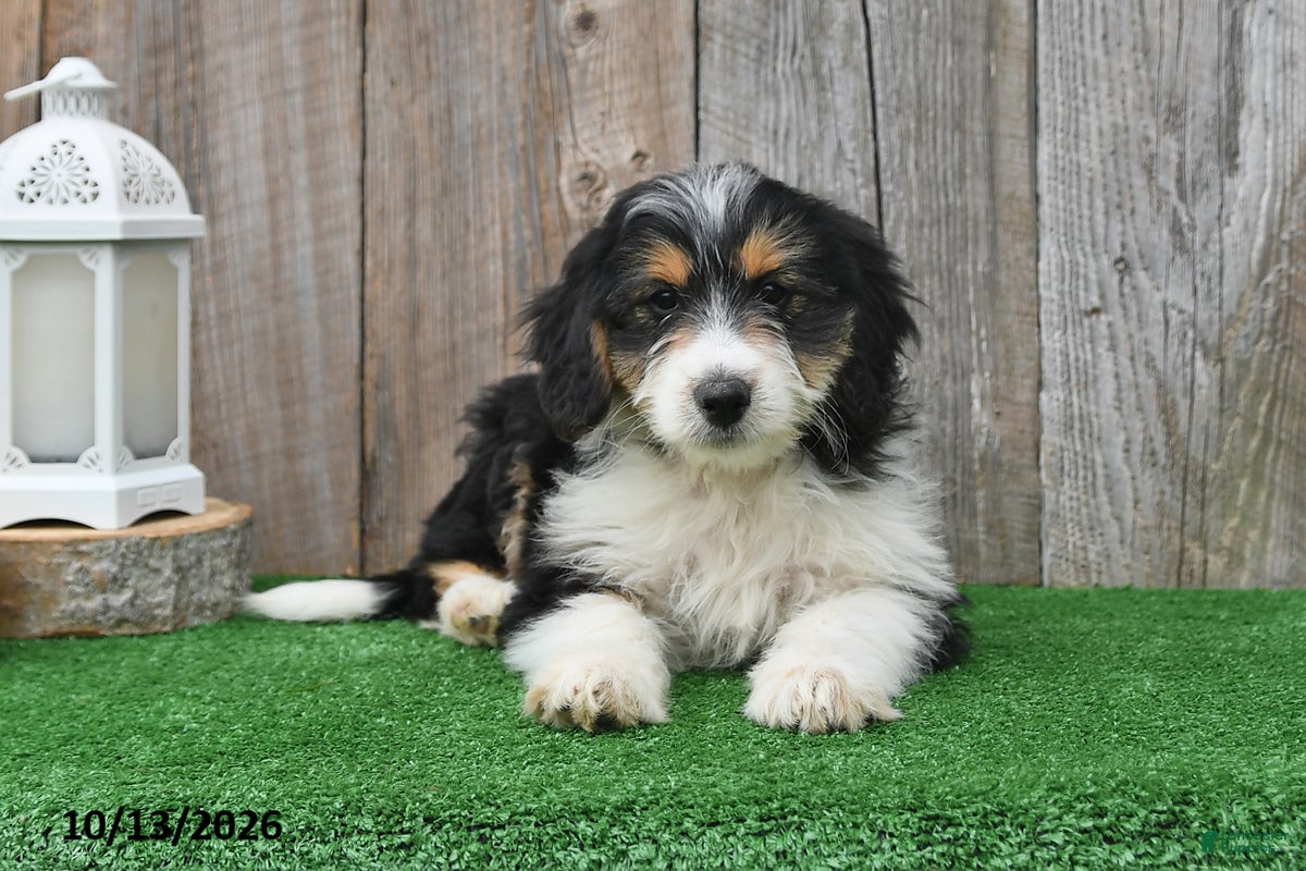 Mini Aussiedoodle dogs Abby - Ad 2