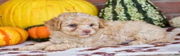 Havapoo dogs for sale: Derrick - Ad 6