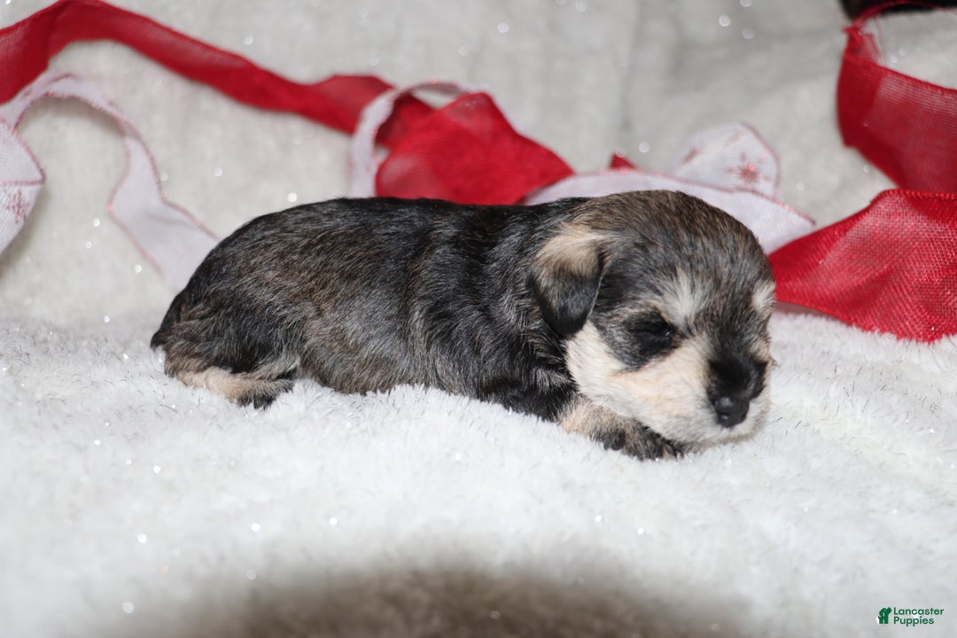 Miniature Schnauzer dogs for sale: Sparkle - Ad 2