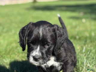 Mixed Breed dogs - Ad 3