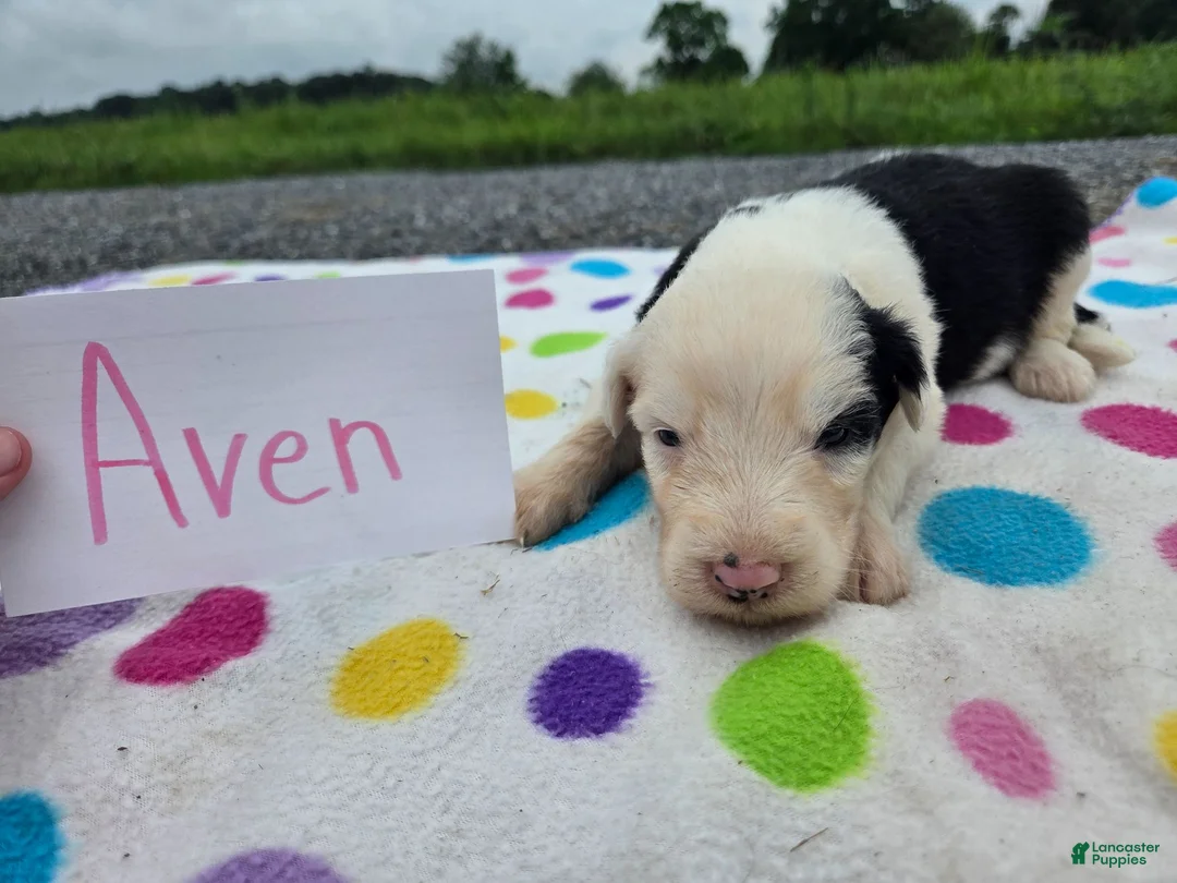 Sheepadoodle dogs for sale: Sheepadoodle 2 - Ad 2
