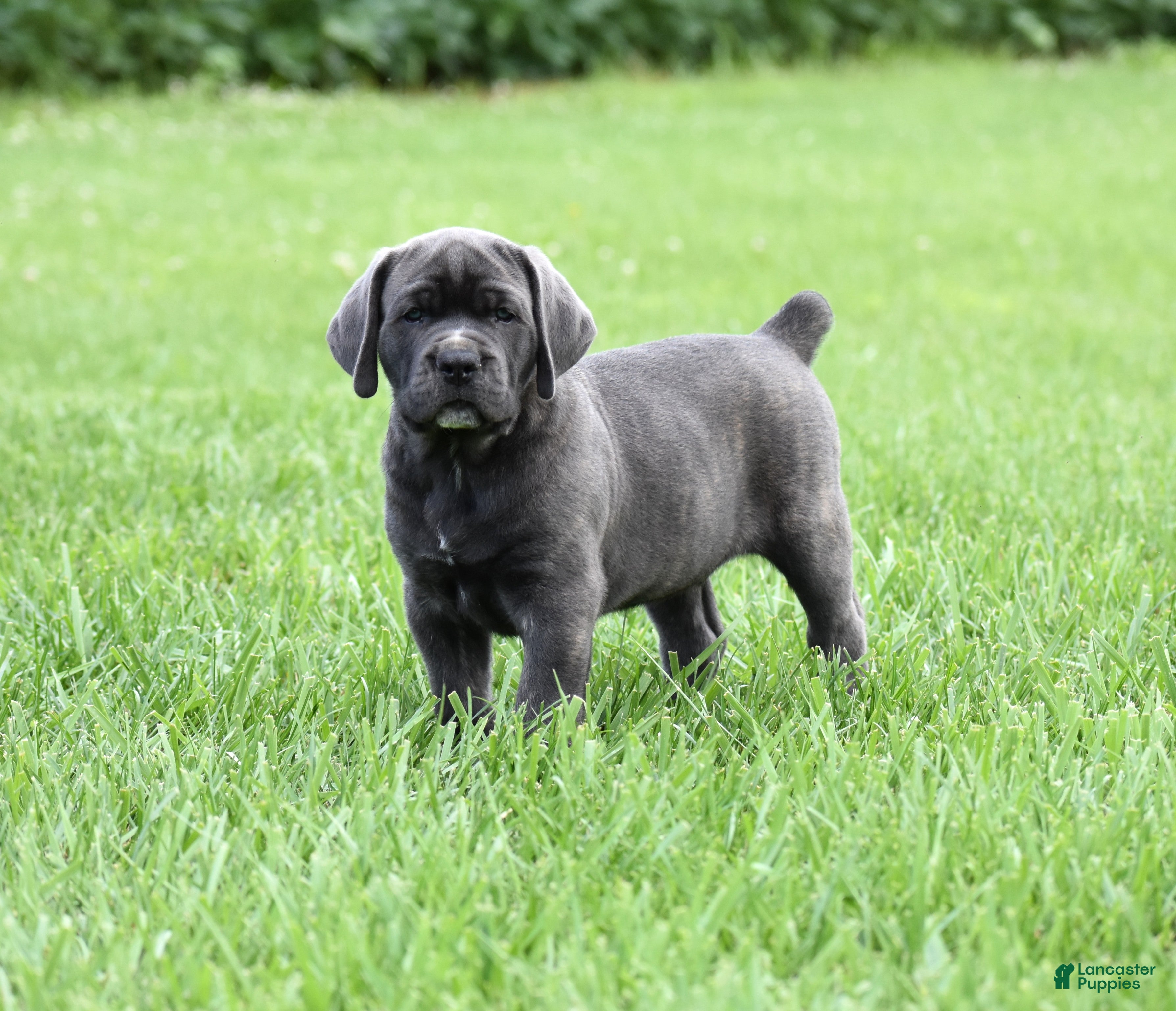Cane Corso dogs Enzo - Ad 2