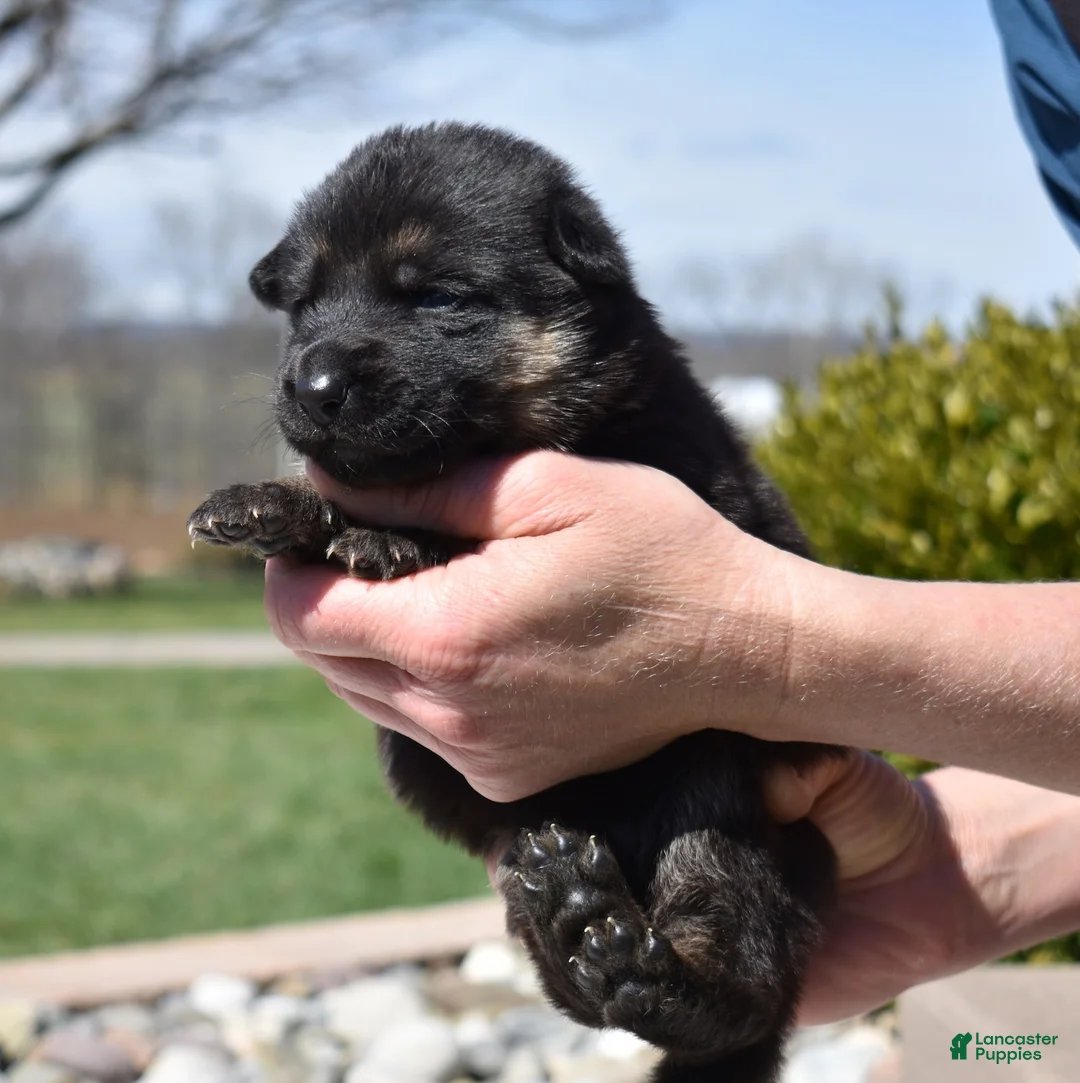 German Shepherd dogs for sale: Zara - Ad 1