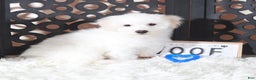 Maltipoo dogs for sale: Maltipoo Puppy Frosty - Ad 1