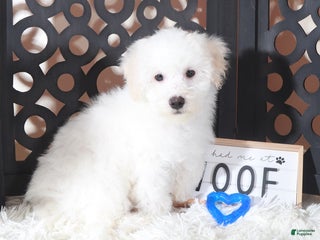 Maltipoo dogs Maltipoo Puppy Frosty - Ad 39