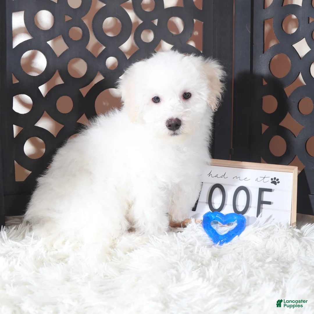 Maltipoo dogs for sale: Maltipoo Puppy Frosty - Ad 1