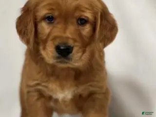 Golden Retriever dogs Golden Retriever Puppy 1 - Ad 36