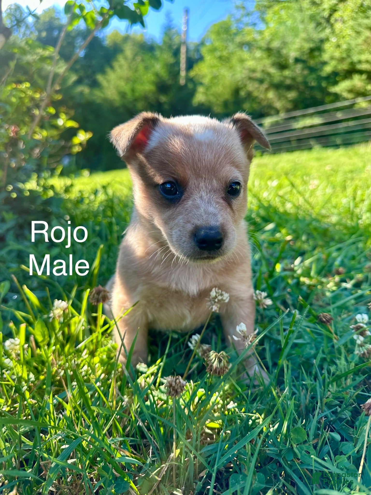 Australian Cattle Dog dogs Australian Cattle Dog Rojo - Ad 3