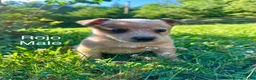 Australian Cattle Dog dogs for sale: Australian Cattle Dog Rojo - Ad 1