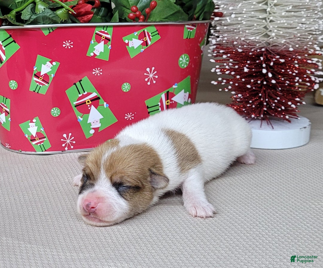 Jack Russell Terrier dogs for sale: Westfork's THORN - Ad 4