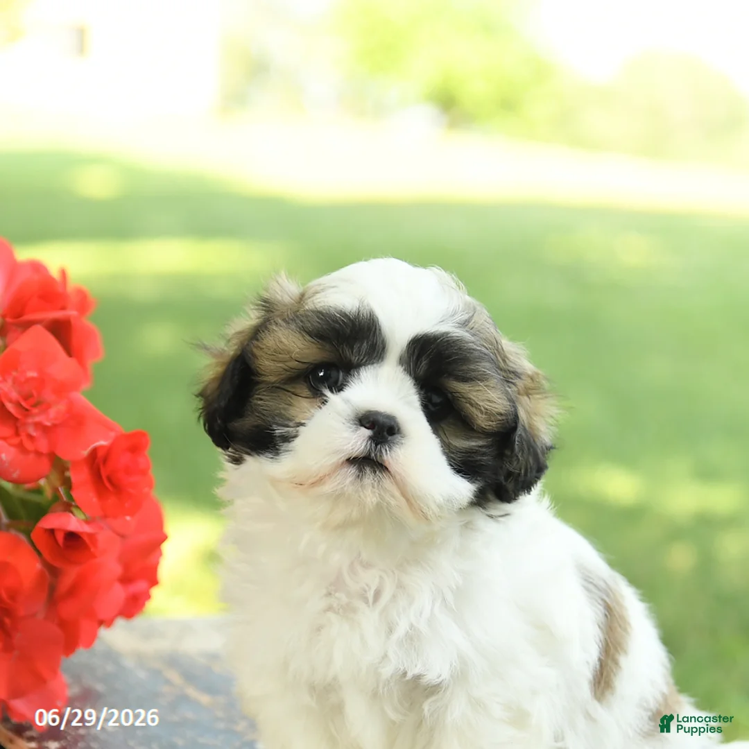 Shih Tzu dogs for sale: Lucky - Ad 2