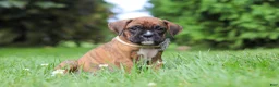 Boxer dogs for sale: Barney - Ad 4
