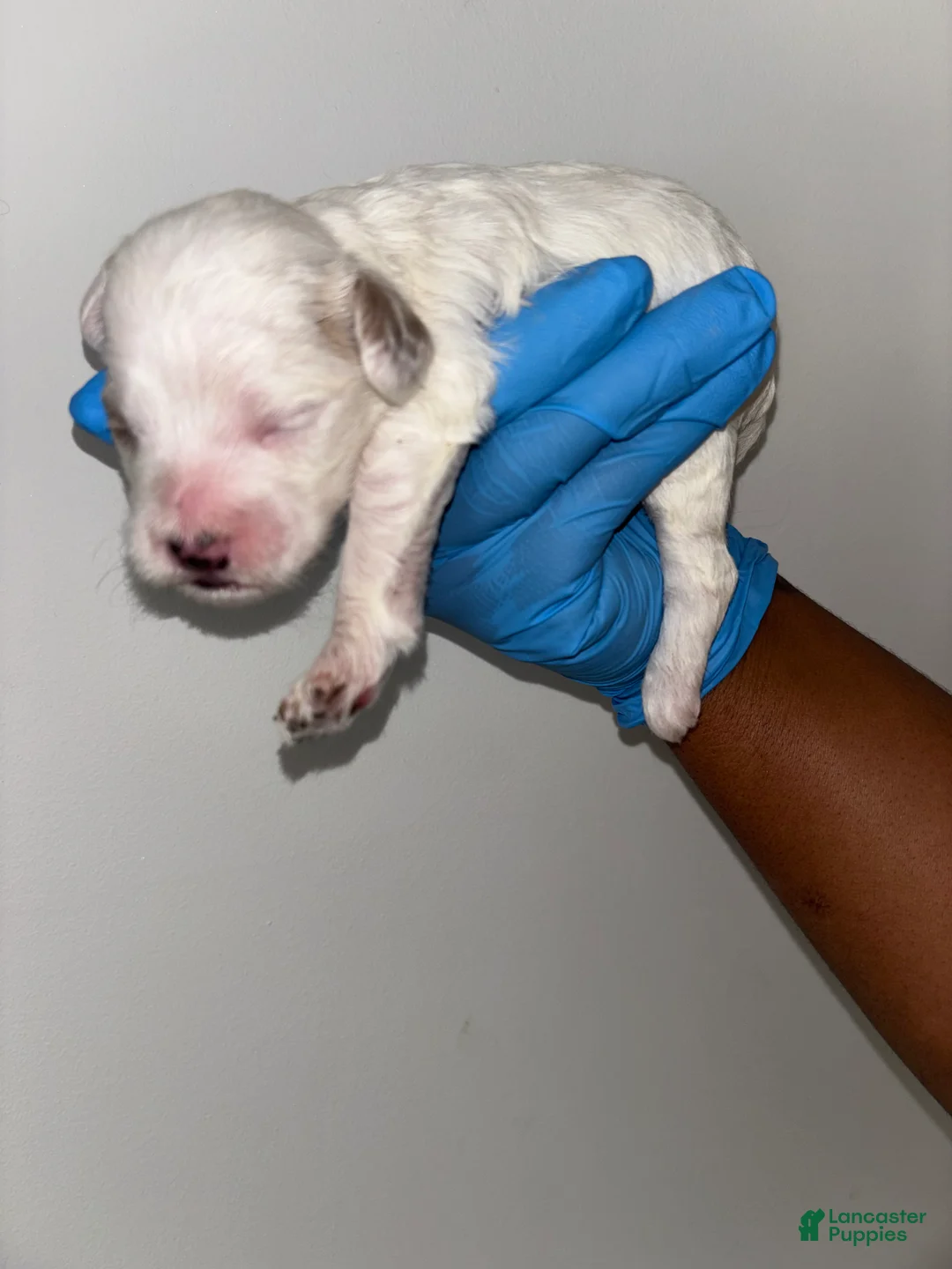 Mixed Breed dogs for sale: Mixed Breed Puppy 4 - Ad 1