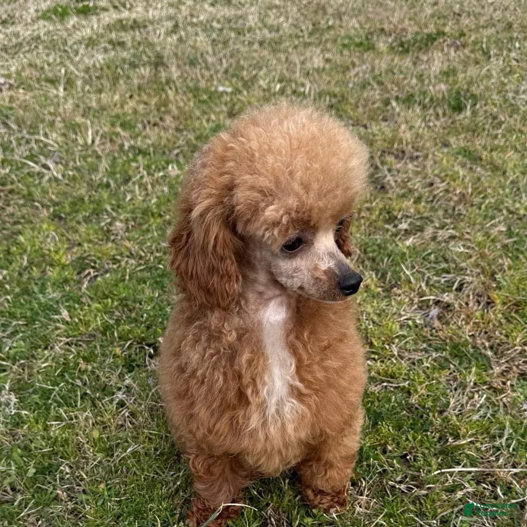 Toy Poodle dogs for sale: Toy Poodle 1 - Ad 4