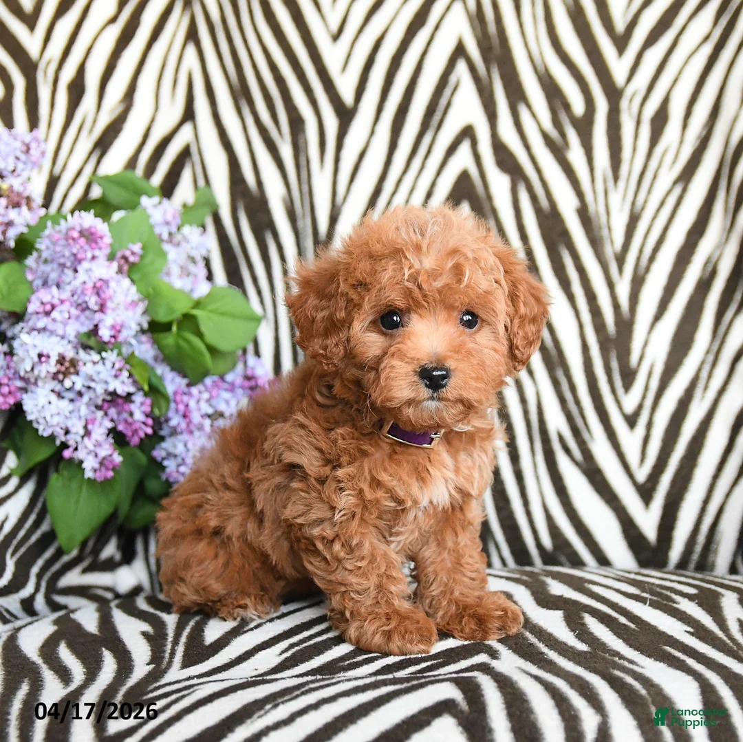 Maltipoo dogs for sale: Lillian - Ad 2
