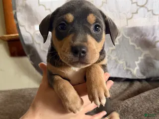 Mixed Breed dogs for sale: Puppy 2 - Ad 4