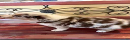 Border Collie dogs for sale: Specks - Ad 32