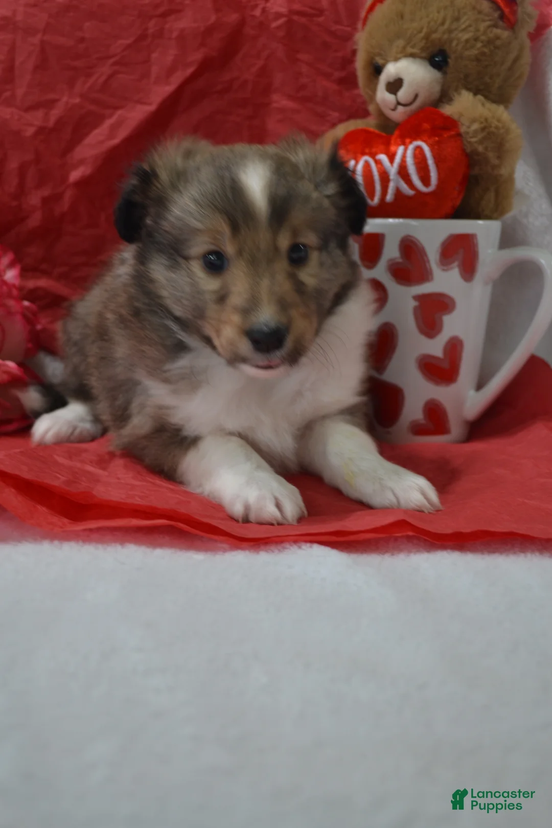 Shetland Sheepdog dogs for sale: Kalila - Ad 9