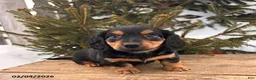 Miniature Dachshund dogs for sale: Mack  - Ad 3