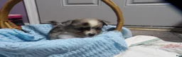 Miniature Australian Shepherd dogs for sale: Matt - Ad 3