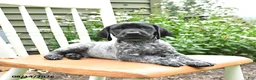 German Shorthaired Pointer dogs for sale: Oliver - Ad 3