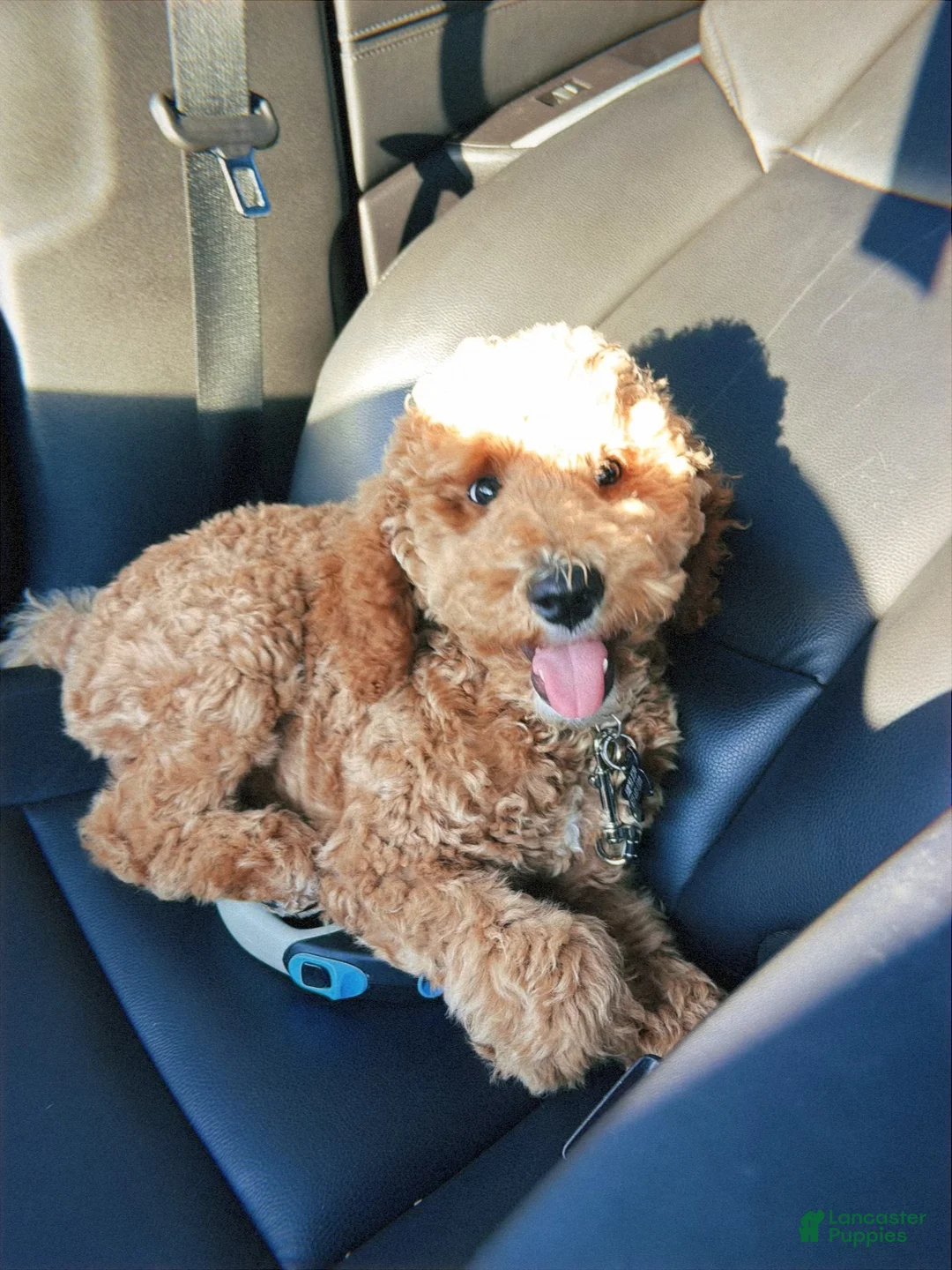 Mini Goldendoodle dogs for sale: Mini Goldendoodle Puppy 1 - Ad 1