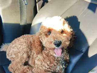 Mini Goldendoodle dogs Mini Goldendoodle Puppy 1 - Ad 35