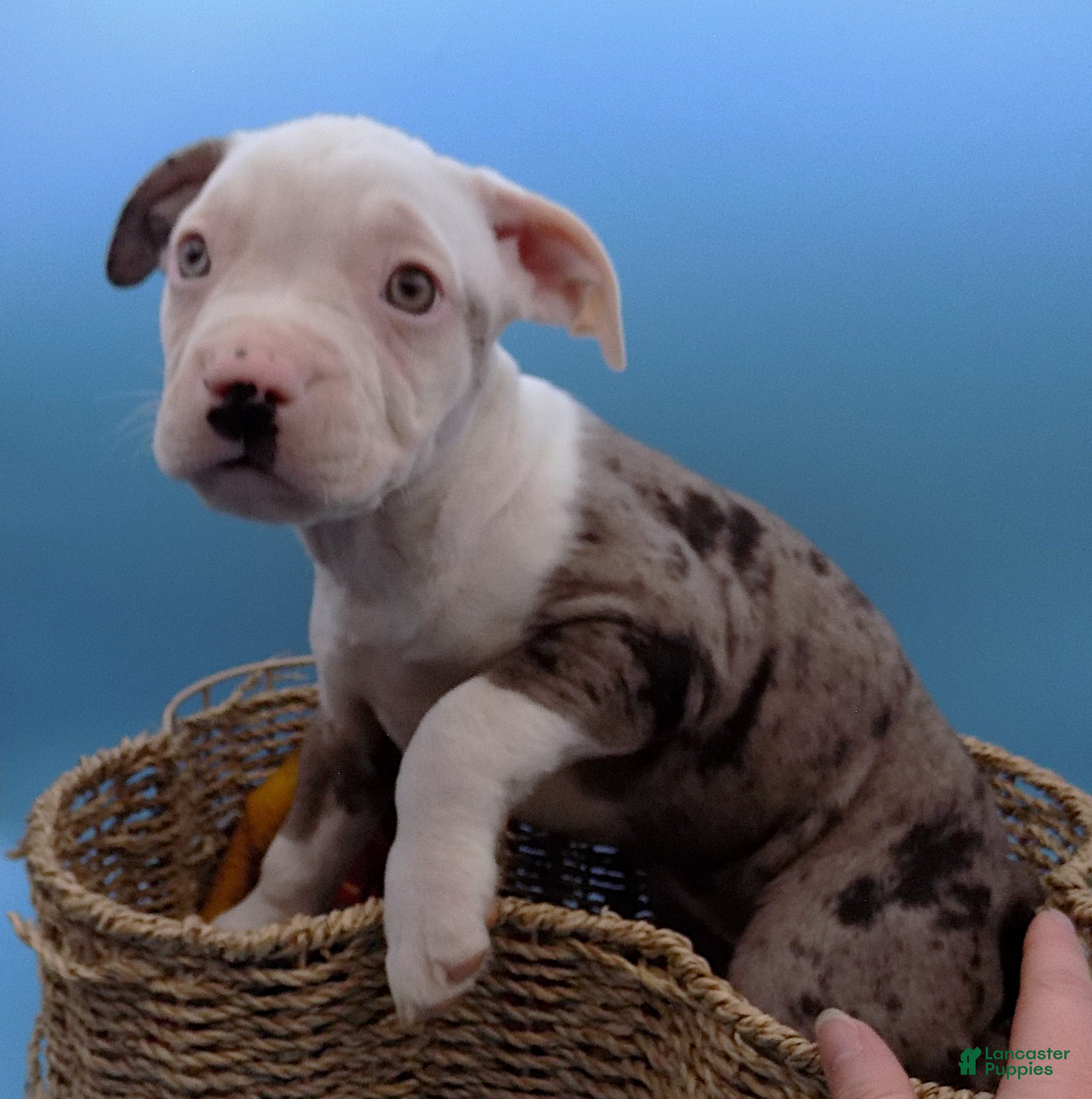 Mixed Breed dogs Lillith - Ad 1