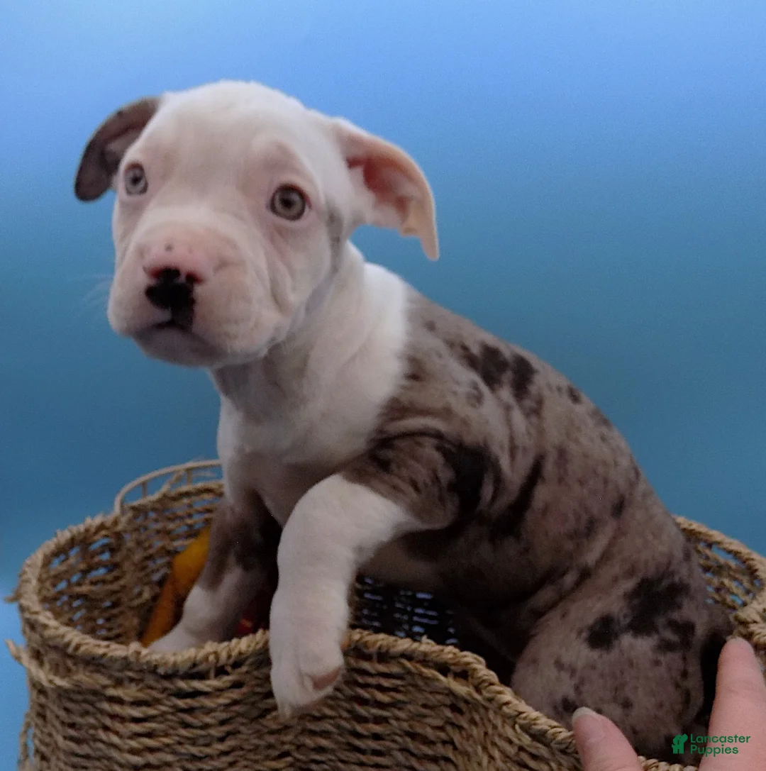 Mixed Breed dogs for sale: Lillith - Ad 1