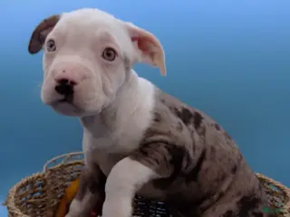 Mixed Breed dogs Lillith - Ad 1